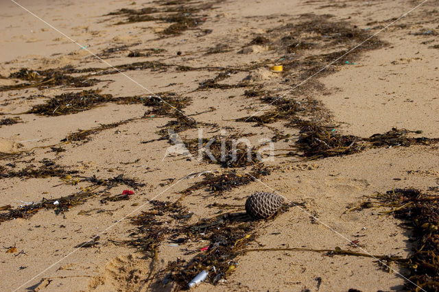 Olonne-sur-Mer