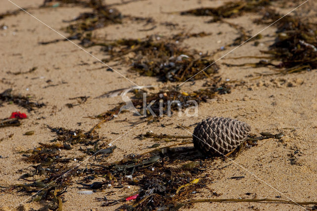 Olonne-sur-Mer