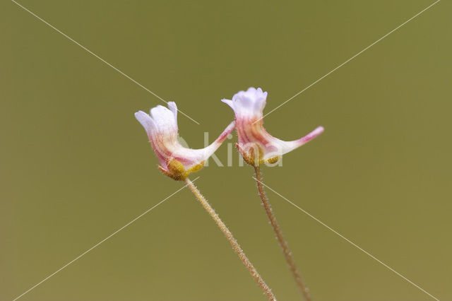 Pale butterwort (Pinguicula lusitanica)