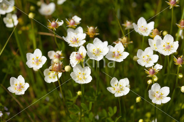 Parnassia (Parnassia palustris)