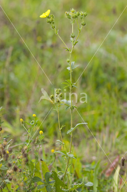 Sulphur Cinquefoil (Potentilla recta)