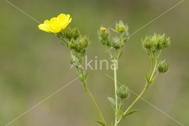 Rechte ganzerik (Potentilla recta)