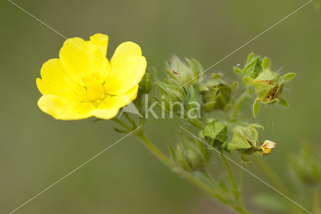 Sulphur Cinquefoil (Potentilla recta)