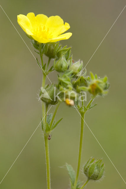 Rechte ganzerik (Potentilla recta)