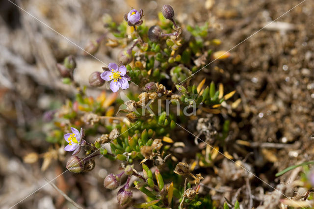 Rock Sea-spurrey (Spergularia rupicola)