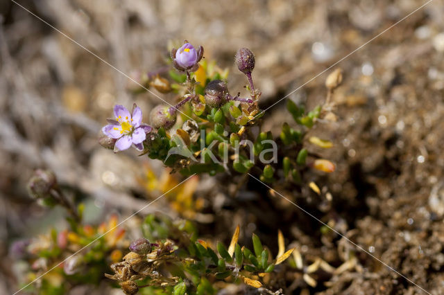 Rock Sea-spurrey (Spergularia rupicola)