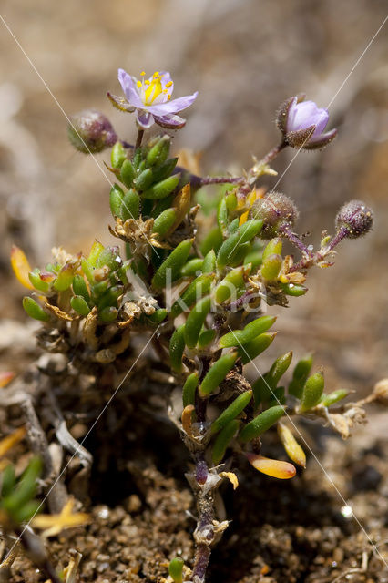 Rock Sea-spurrey (Spergularia rupicola)