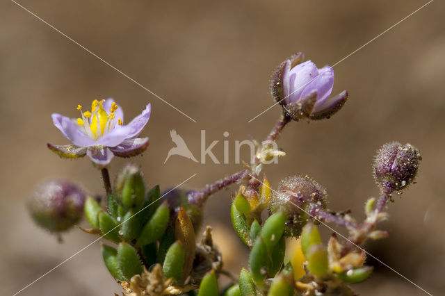 Rock Sea-spurrey (Spergularia rupicola)