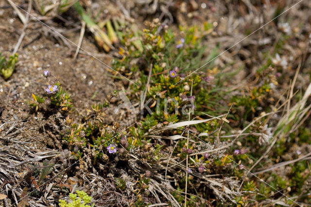 Rock Sea-spurrey (Spergularia rupicola)