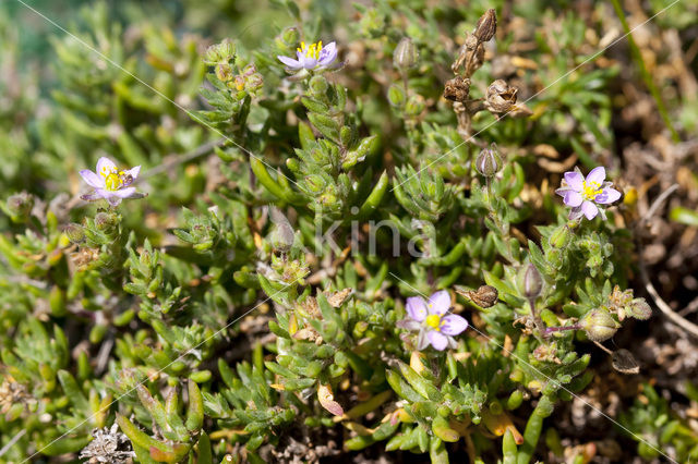 Rock Sea-spurrey (Spergularia rupicola)