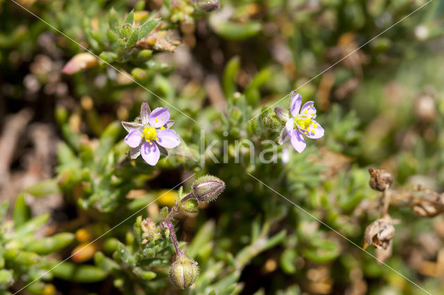 Rock Sea-spurrey (Spergularia rupicola)