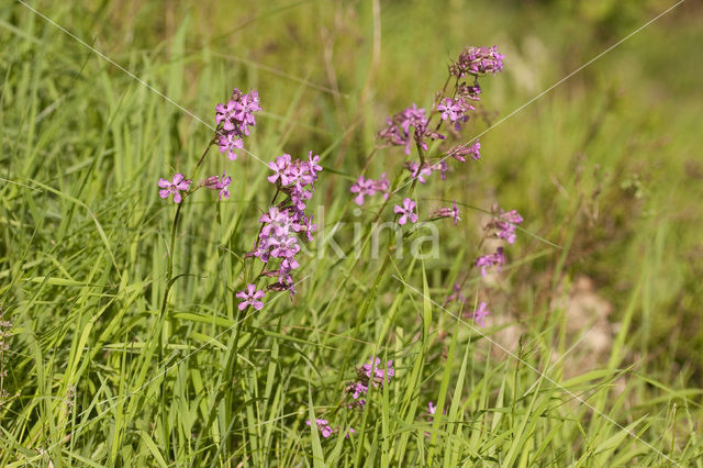 Rode pekanjer (Lychnis viscaria)