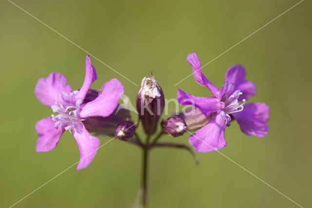 Rode pekanjer (Lychnis viscaria)