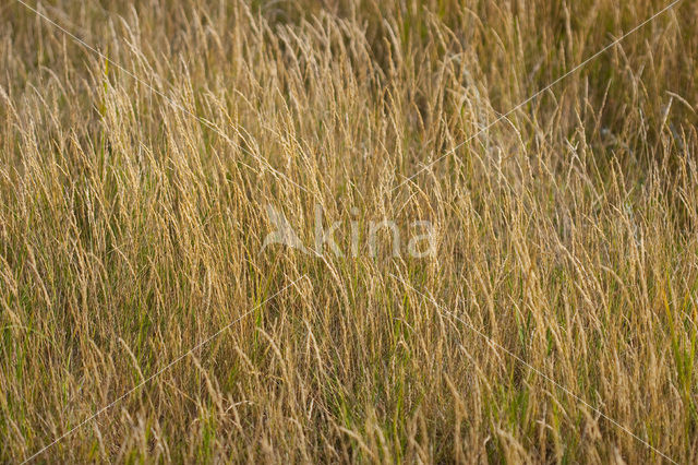 Rood zwenkgras s.s. (Festuca rubra)