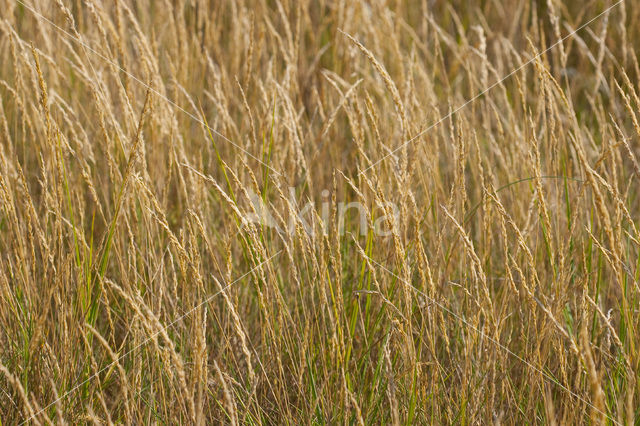 Rood zwenkgras s.s. (Festuca rubra)