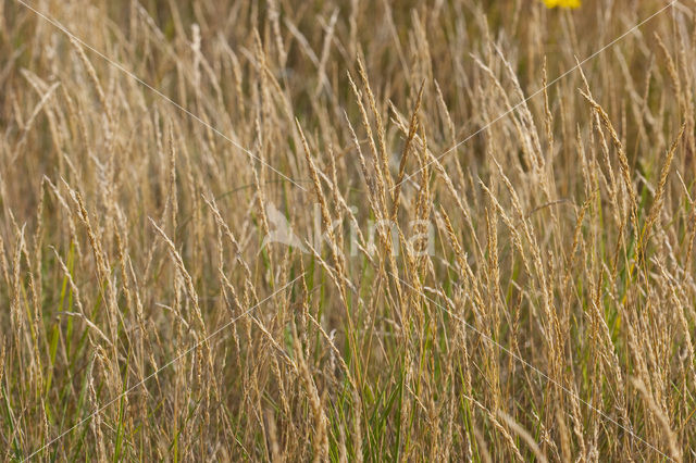 Rood zwenkgras s.s. (Festuca rubra)