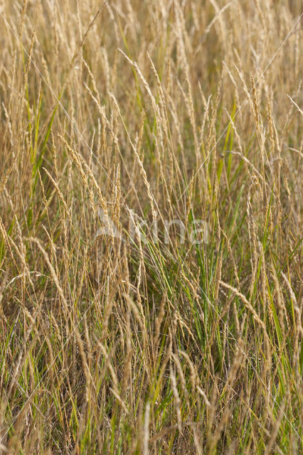 Rood zwenkgras s.s. (Festuca rubra)