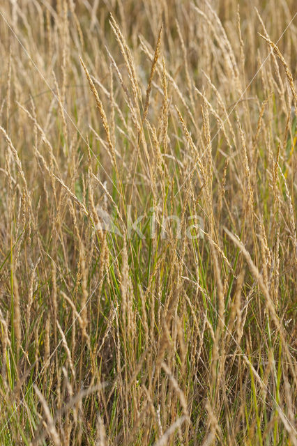 Rood zwenkgras s.s. (Festuca rubra)