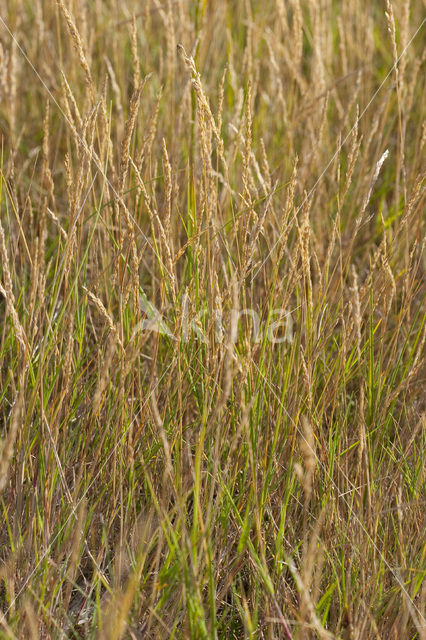 Rood zwenkgras s.s. (Festuca rubra)