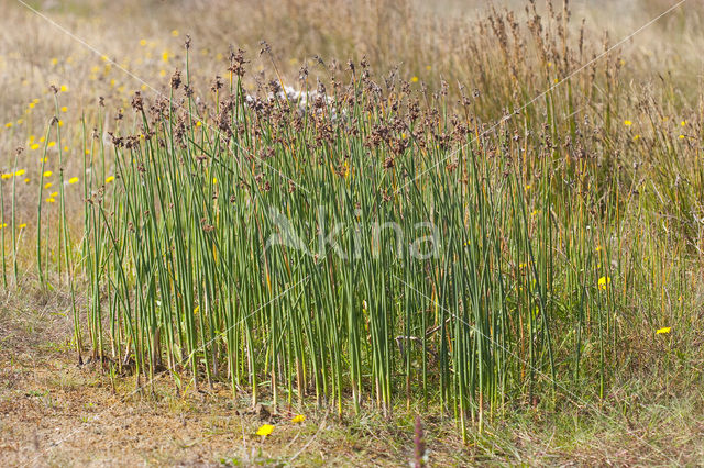 Ruwe bies (Schoenoplectus tabernaemontani)