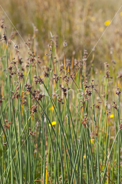 Ruwe bies (Schoenoplectus tabernaemontani)