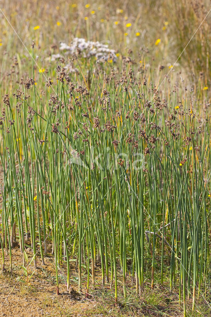 Ruwe bies (Schoenoplectus tabernaemontani)