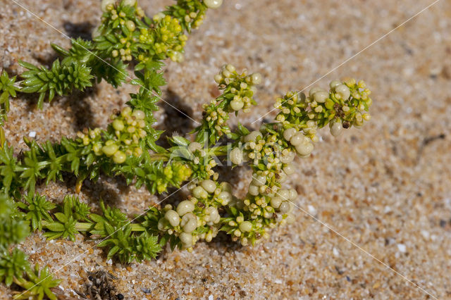 Sand Bedstraw (Galium arenarium)