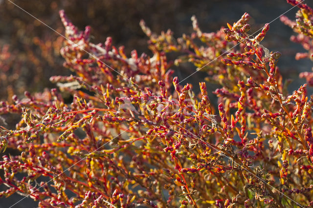 Schorrekruid (Suaeda maritima)