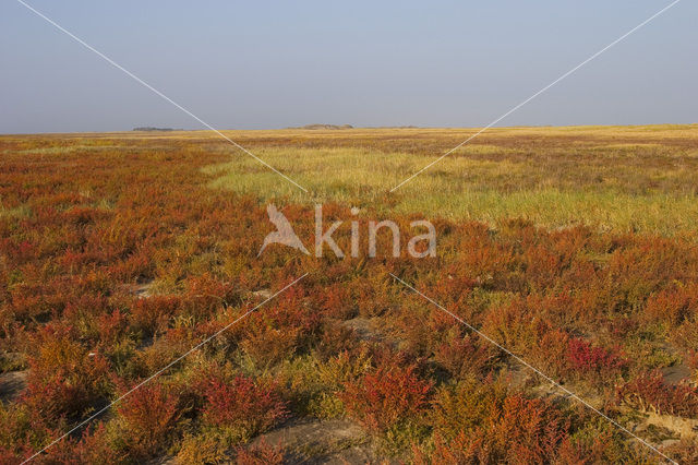 Schorrekruid (Suaeda maritima)