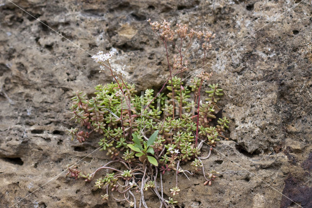 Schubvaren (Asplenium ceterach)