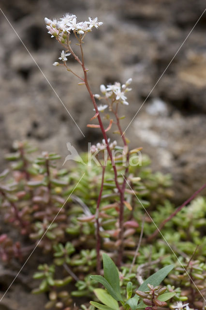 Schubvaren (Asplenium ceterach)