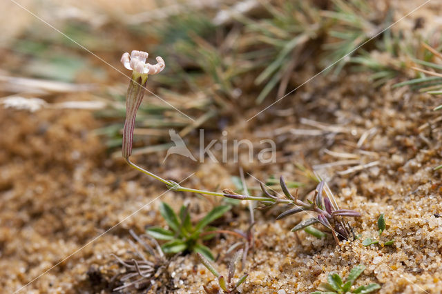 Silene portensis