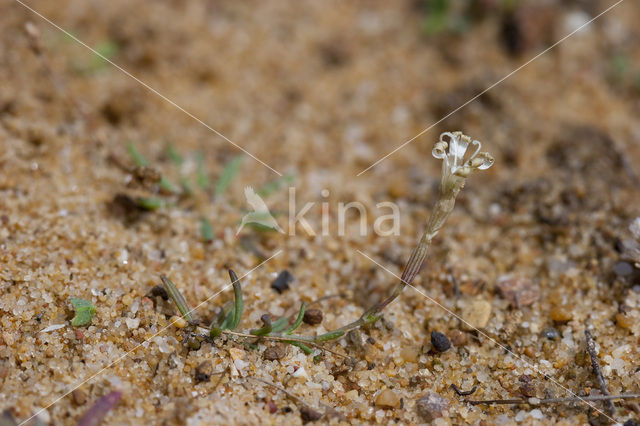 Silene portensis