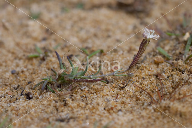 Silene portensis