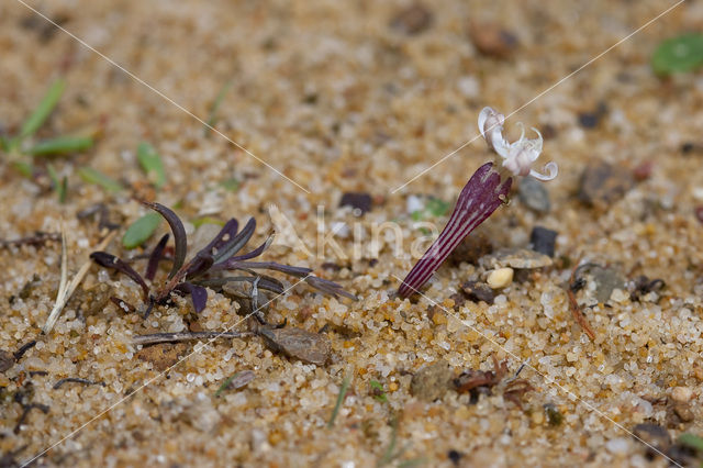 Silene portensis