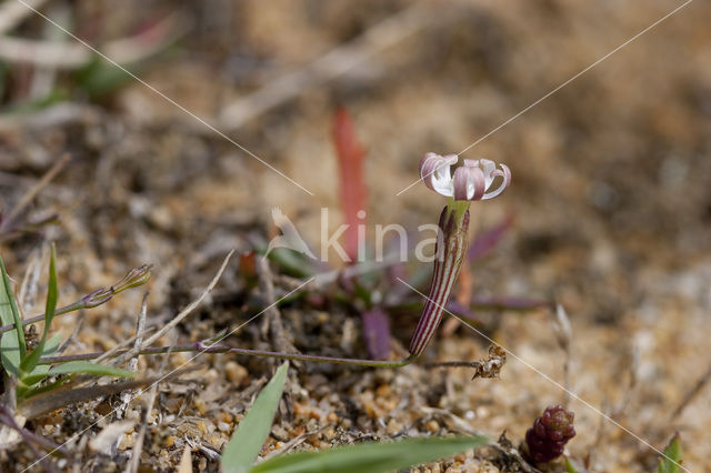 Silene portensis