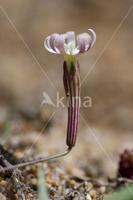 Silene portensis