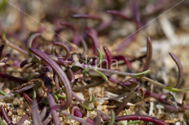 Silene portensis