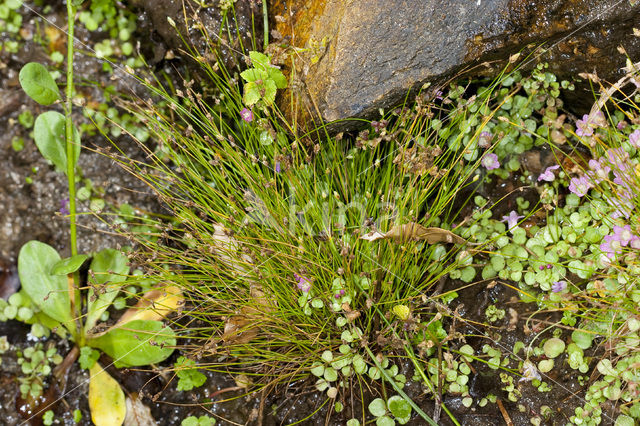 Slender Club-rush (Isolepis cernua)