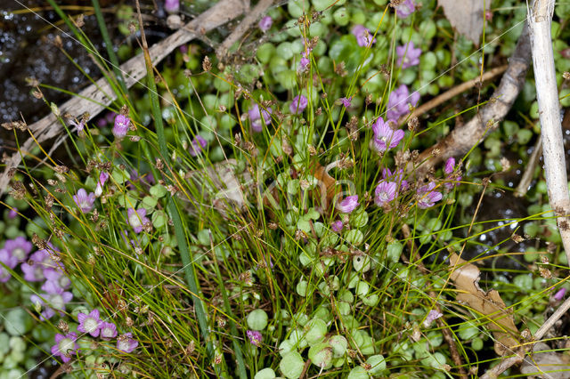 Slender Club-rush (Isolepis cernua)