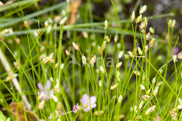 Slender Club-rush (Isolepis cernua)