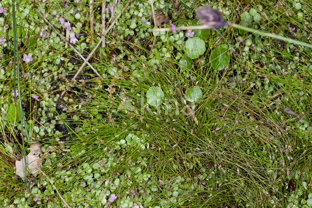 Slender Club-rush (Isolepis cernua)