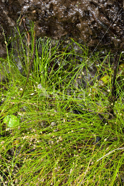 Slender Club-rush (Isolepis cernua)