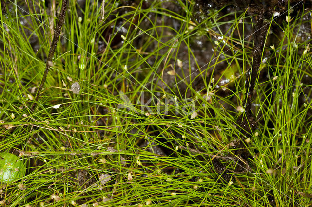 Slender Club-rush (Isolepis cernua)