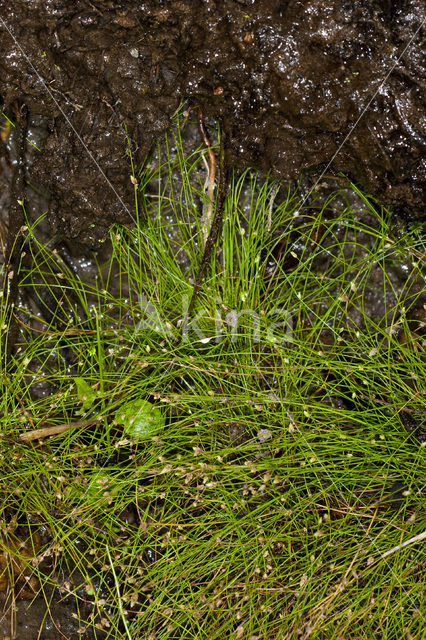 Slender Club-rush (Isolepis cernua)