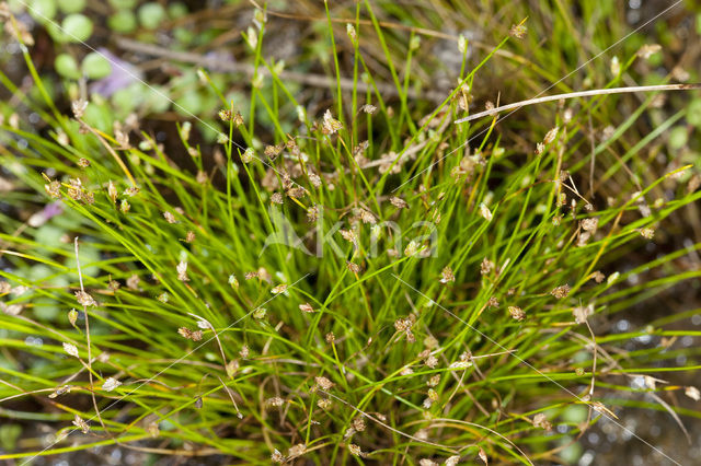 Slender Club-rush (Isolepis cernua)