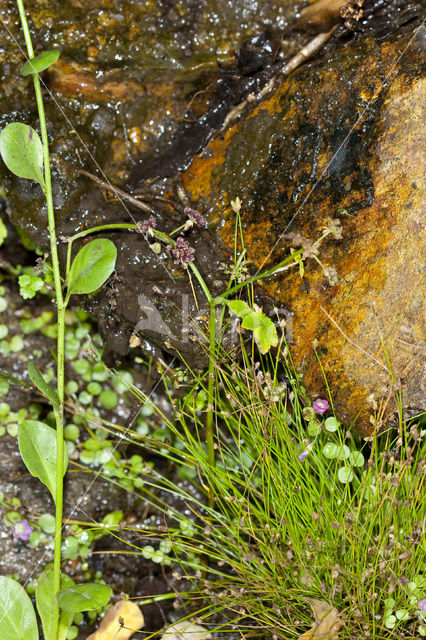 Slender Club-rush (Isolepis cernua)