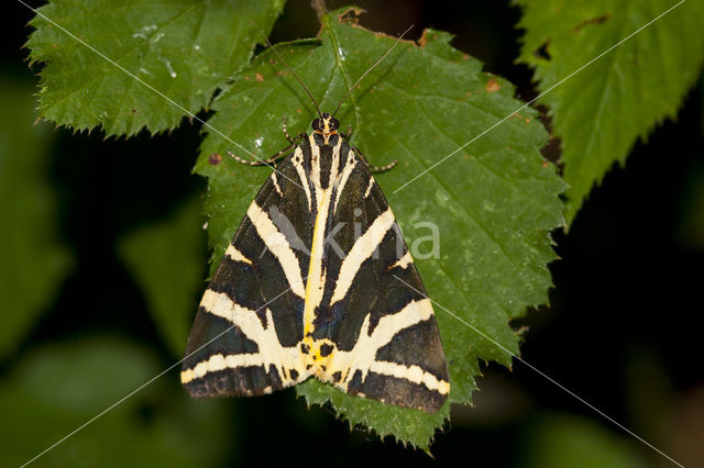 Spaanse vlag (Euplagia quadripunctaria)