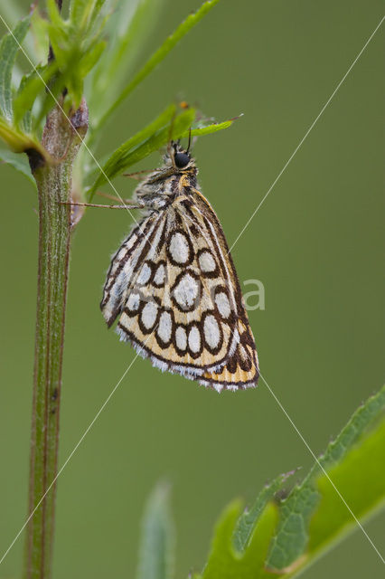 Spiegeldikkopje (Heteropterus morpheus)