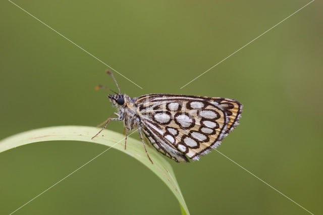 Spiegeldikkopje (Heteropterus morpheus)